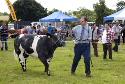 Cattle Classes