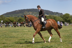 Horse & Pony Showing